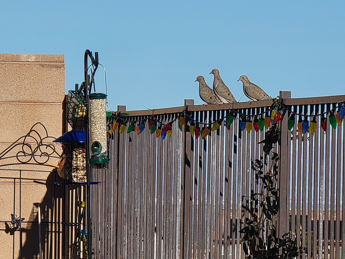 Mourning Dove - ML647162705