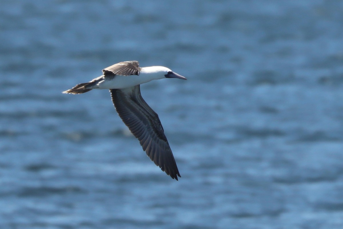 Peruvian Booby - ML647162706