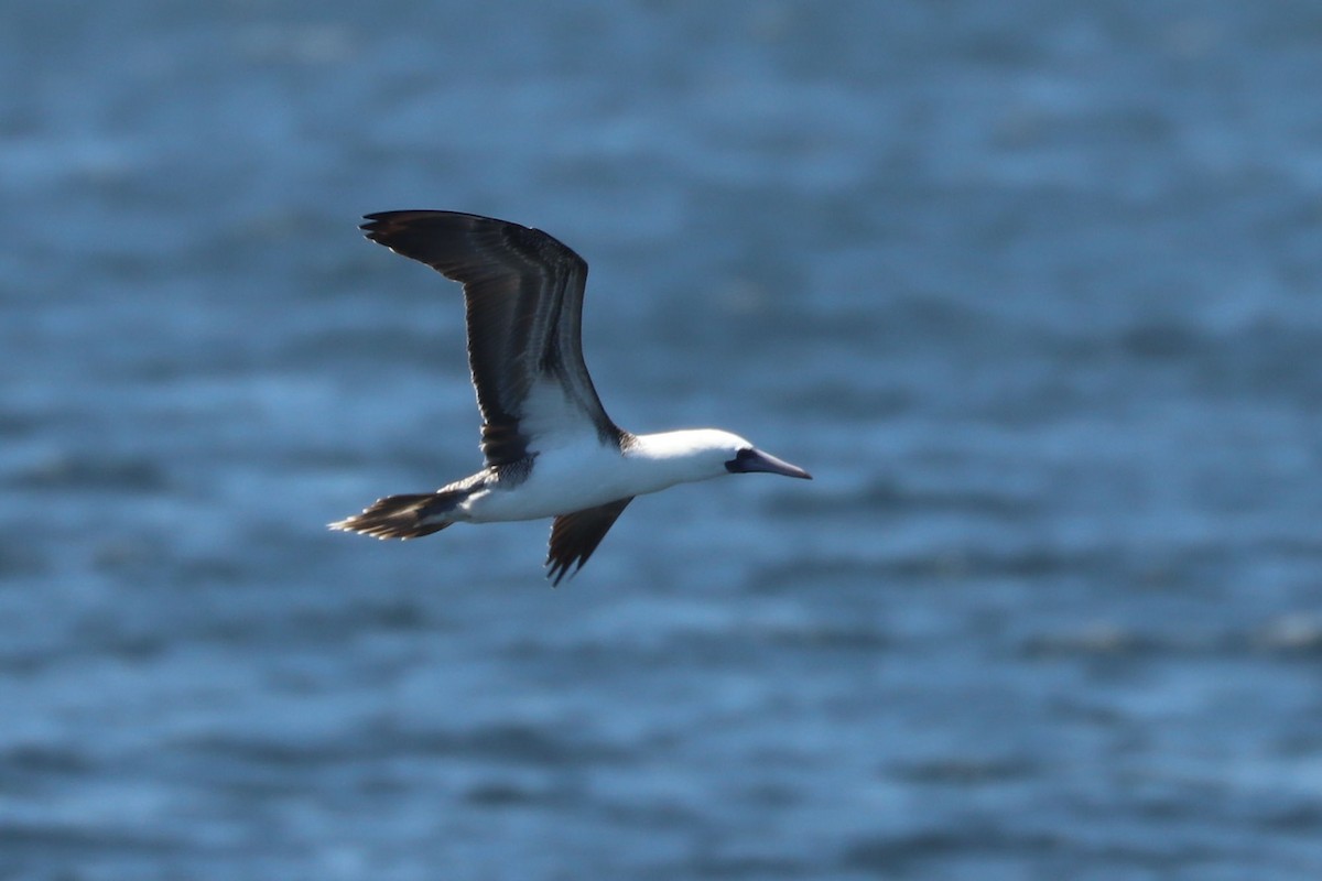 Peruvian Booby - ML647162707