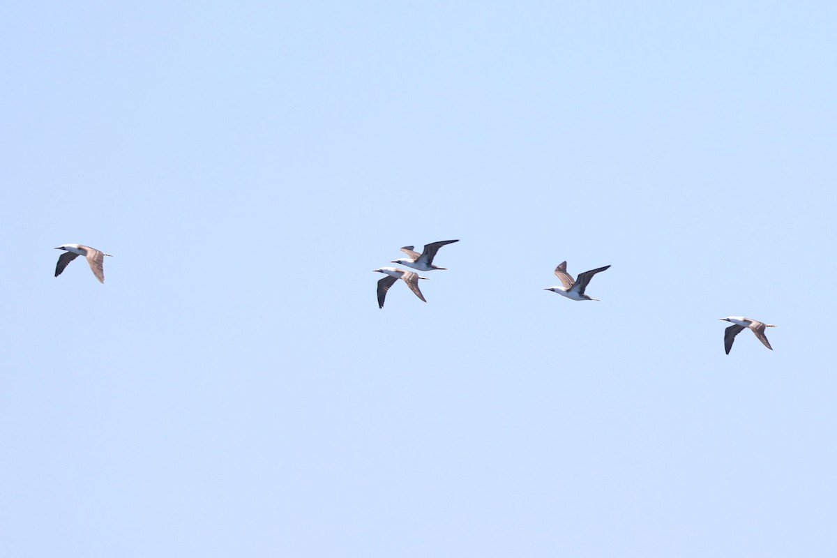 Peruvian Booby - ML647162708