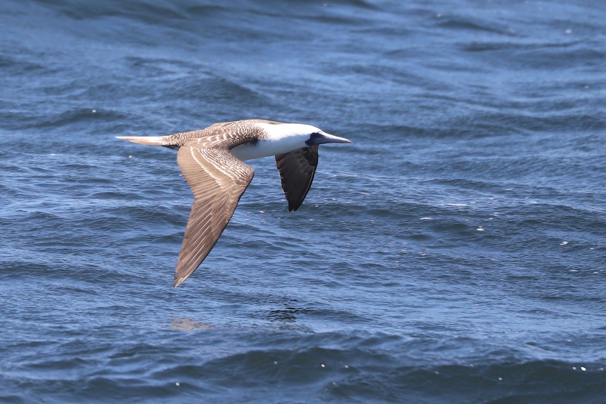 Peruvian Booby - ML647162709