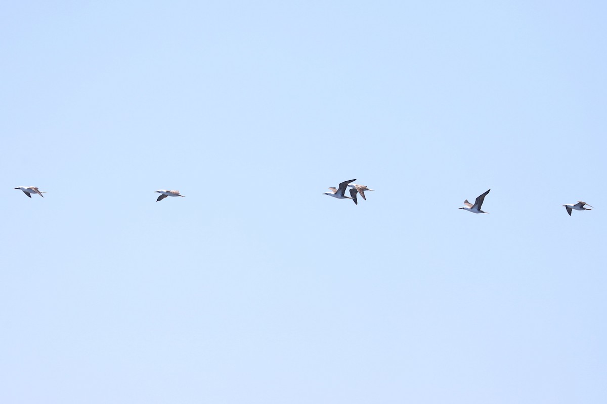 Peruvian Booby - ML647162710