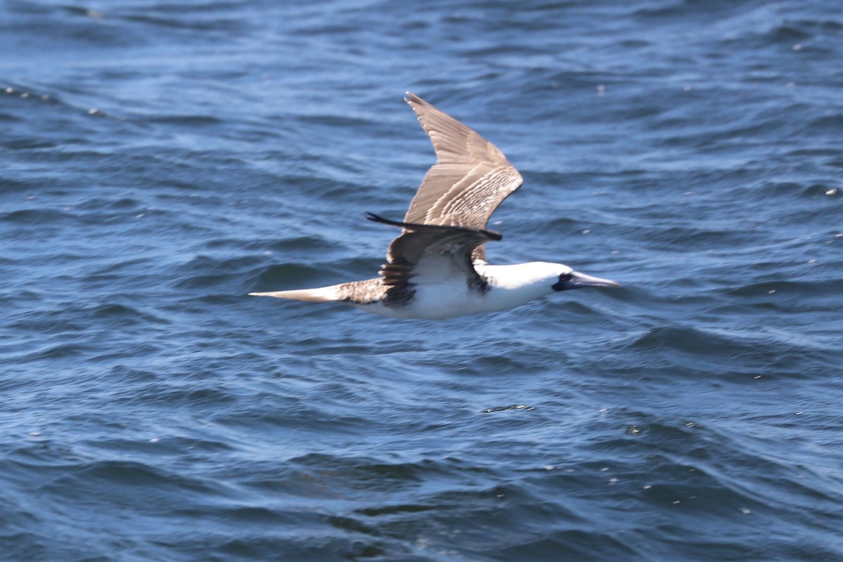 Peruvian Booby - ML647162711