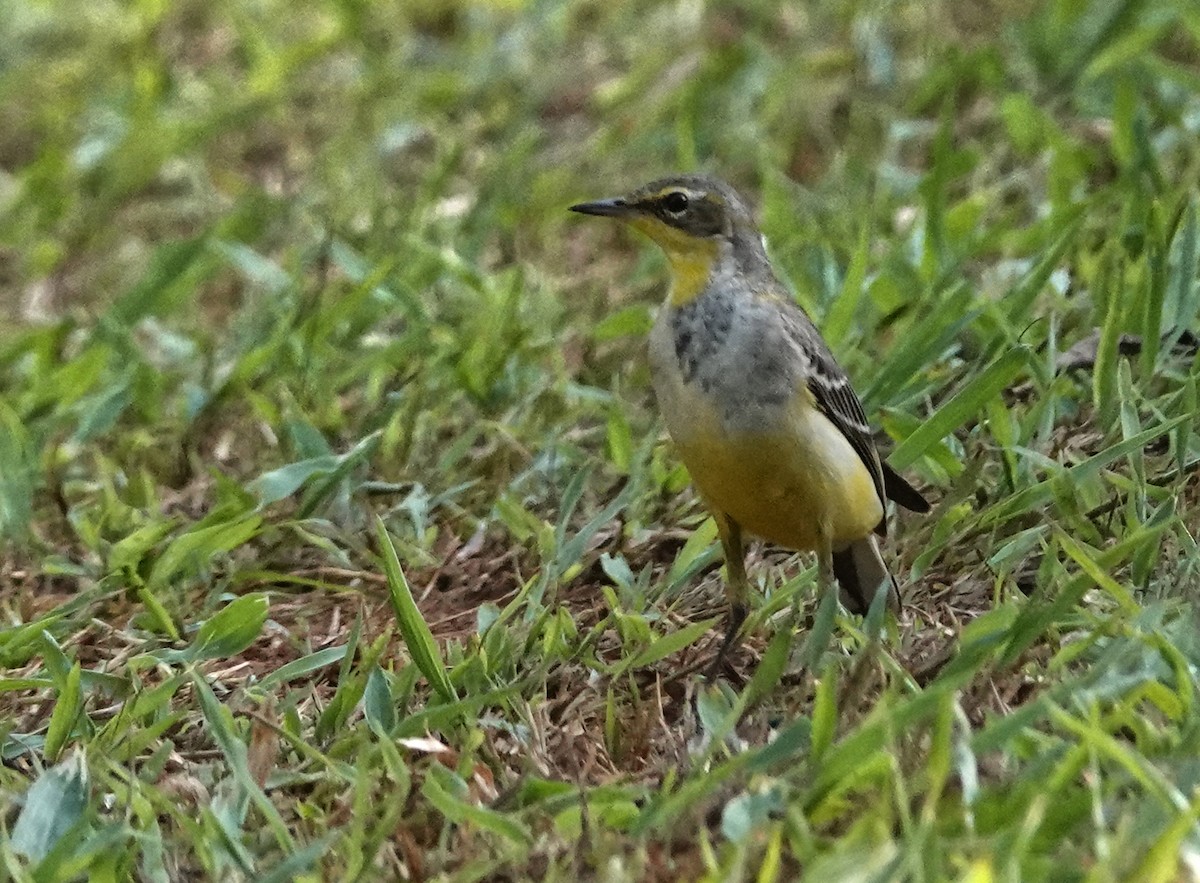 西方黃鶺鴒 - ML647162713