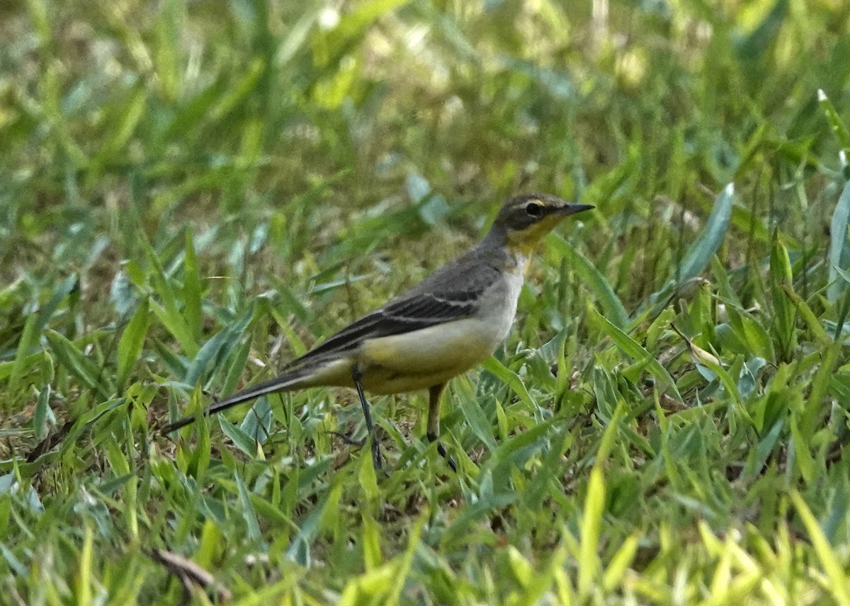 西方黃鶺鴒 - ML647162714