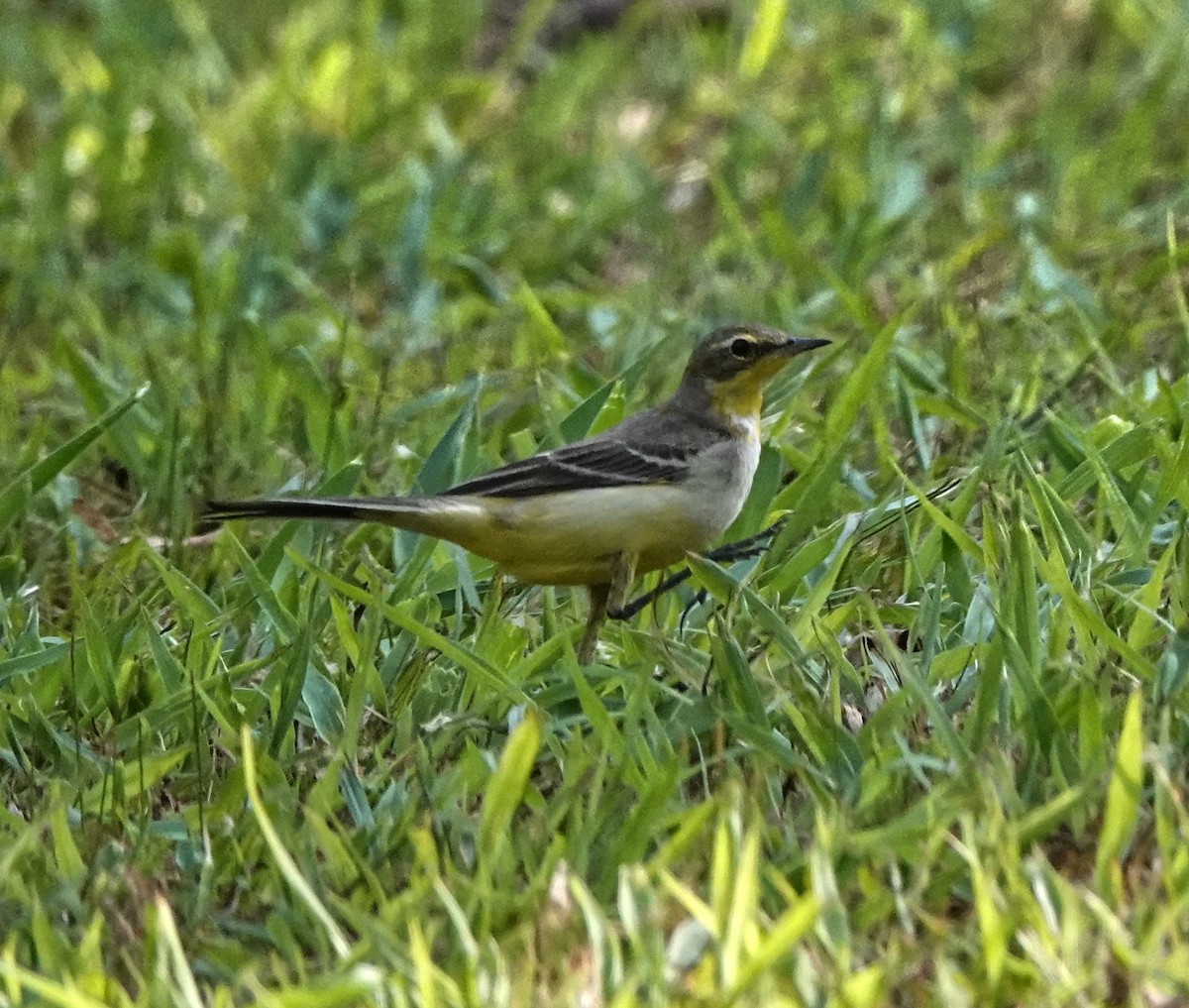 西方黃鶺鴒 - ML647162715