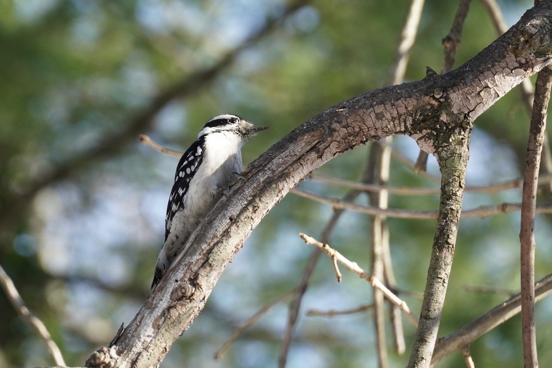 Downy Woodpecker - ML647162716