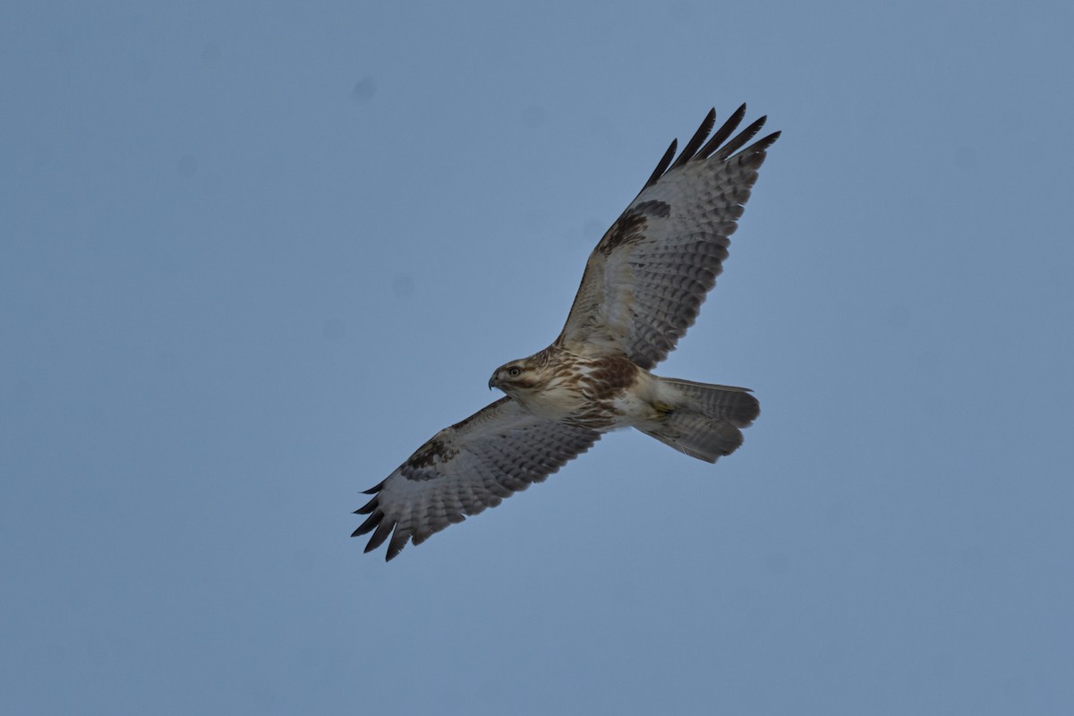 東方鵟 - ML647162718