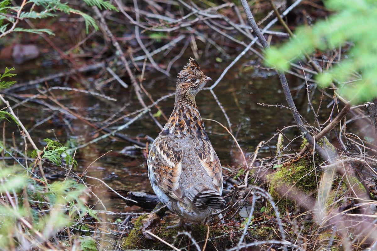 Ruffed Grouse - ML647162719