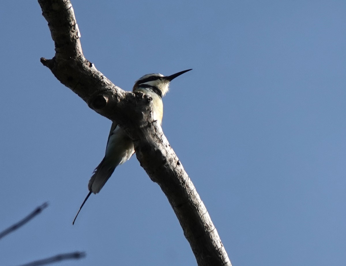 White-throated Bee-eater - ML647162720