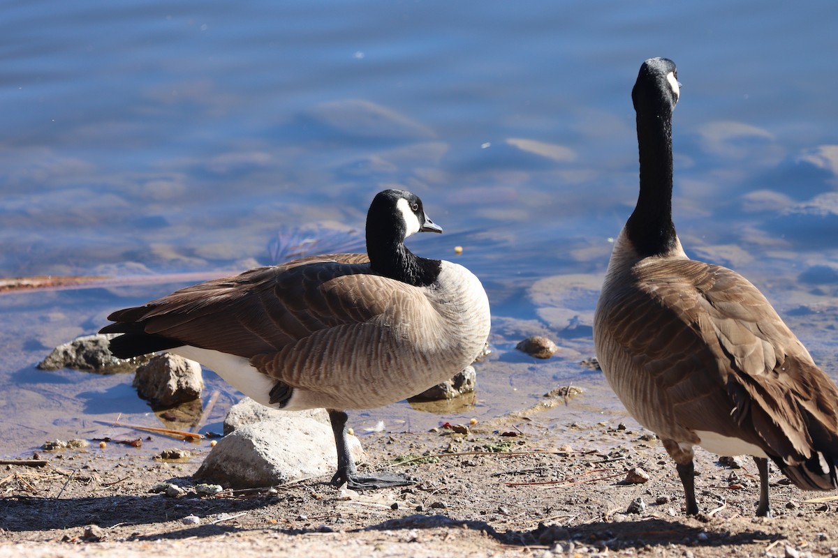 Казарка канадська - ML647162730