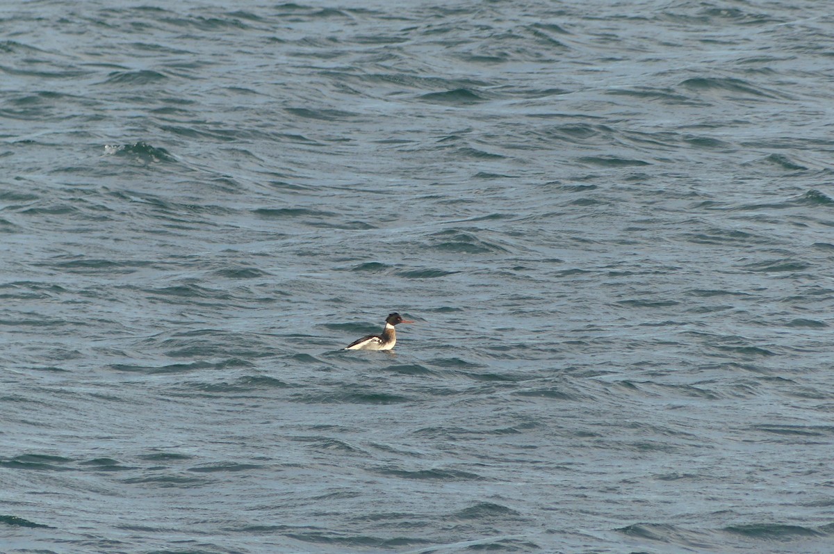 Smergo minore - ML647162737