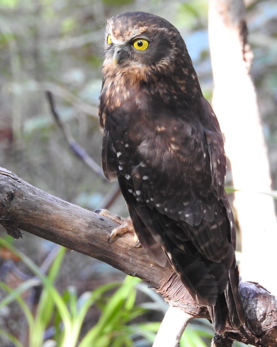 Morepork - ML647162741