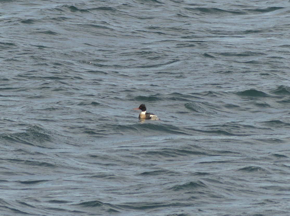 Smergo minore - ML647162742