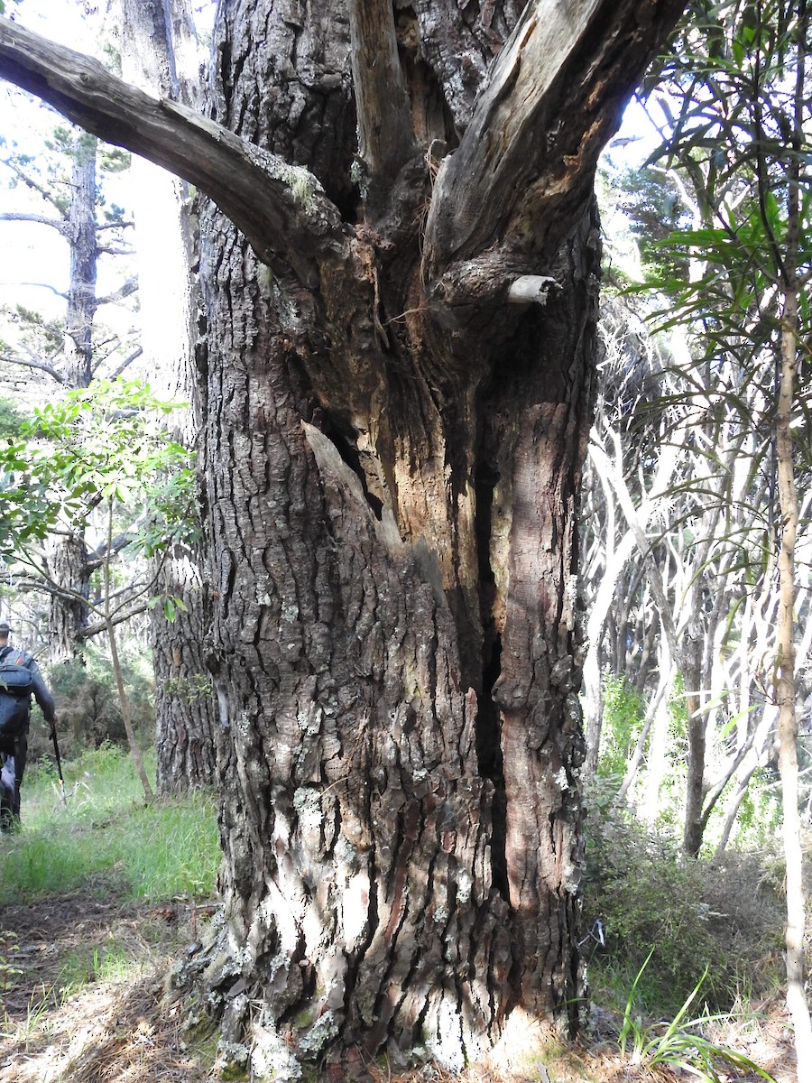 Morepork - ML647162747