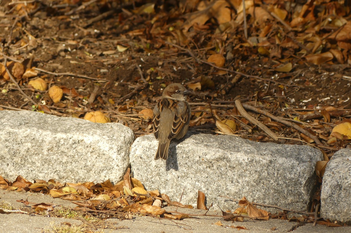 Passera oltremontana - ML647162749