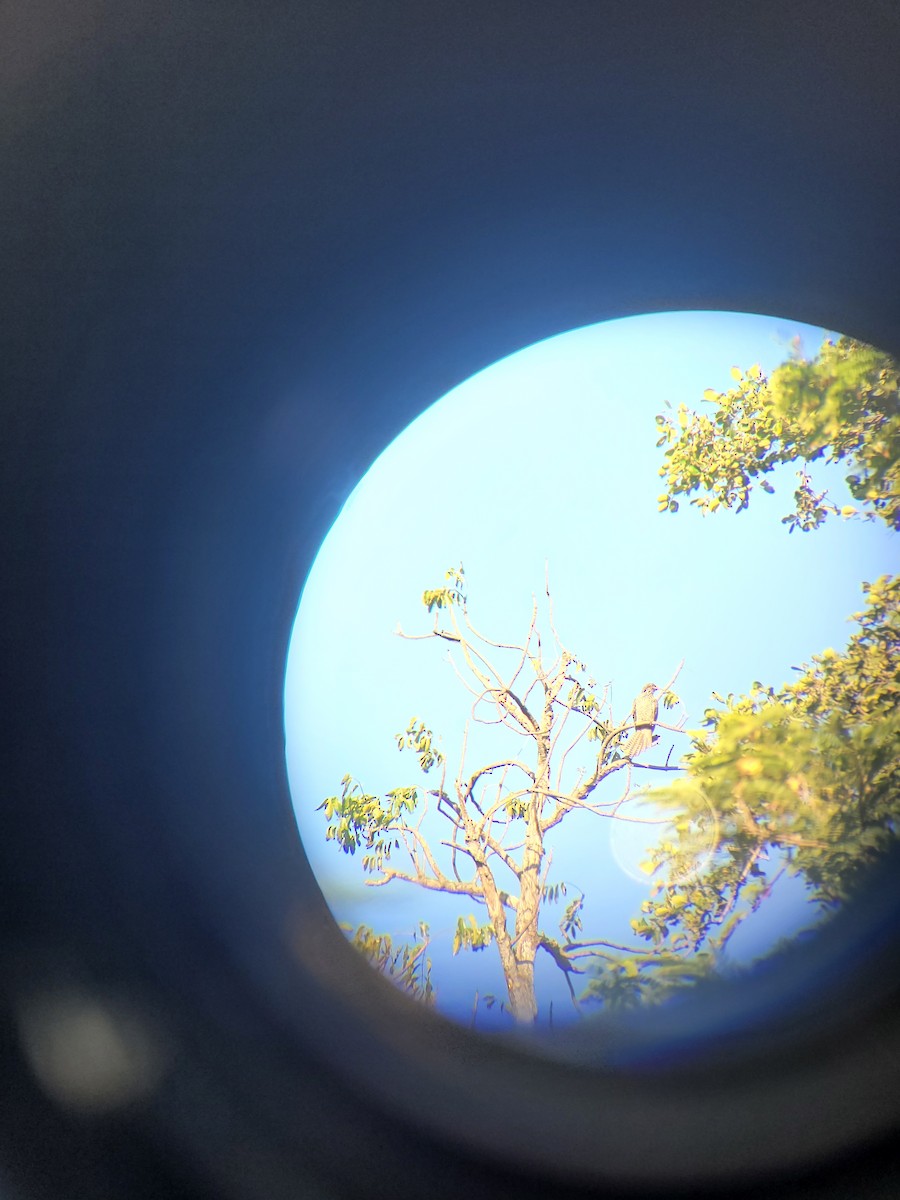 Asian Koel - ML647162750