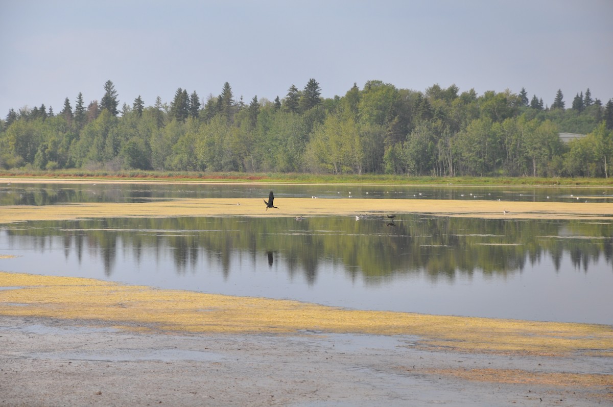 White-faced Ibis - ML647162752