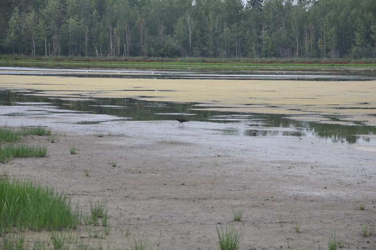 White-faced Ibis - ML647162753