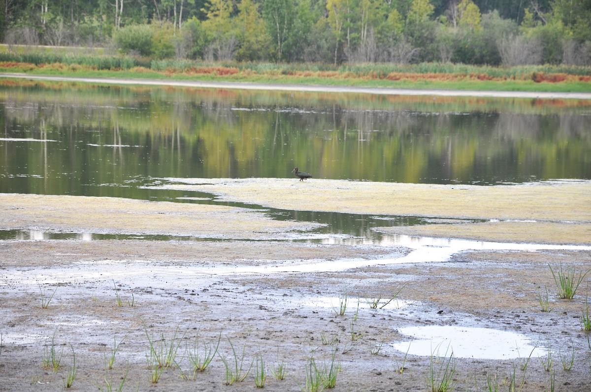 White-faced Ibis - ML647162754