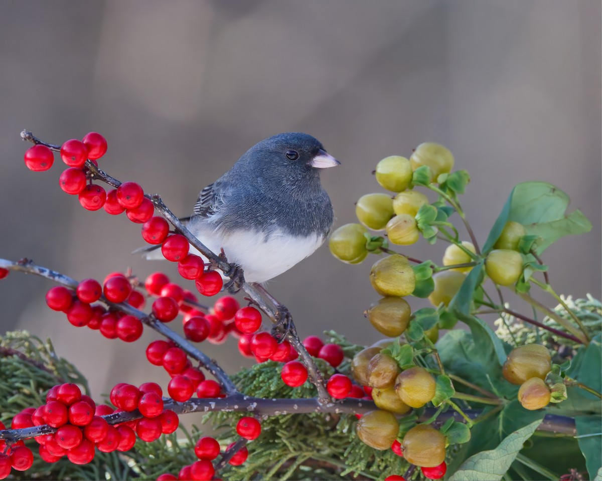 Dark-eyed Junco - ML647162756