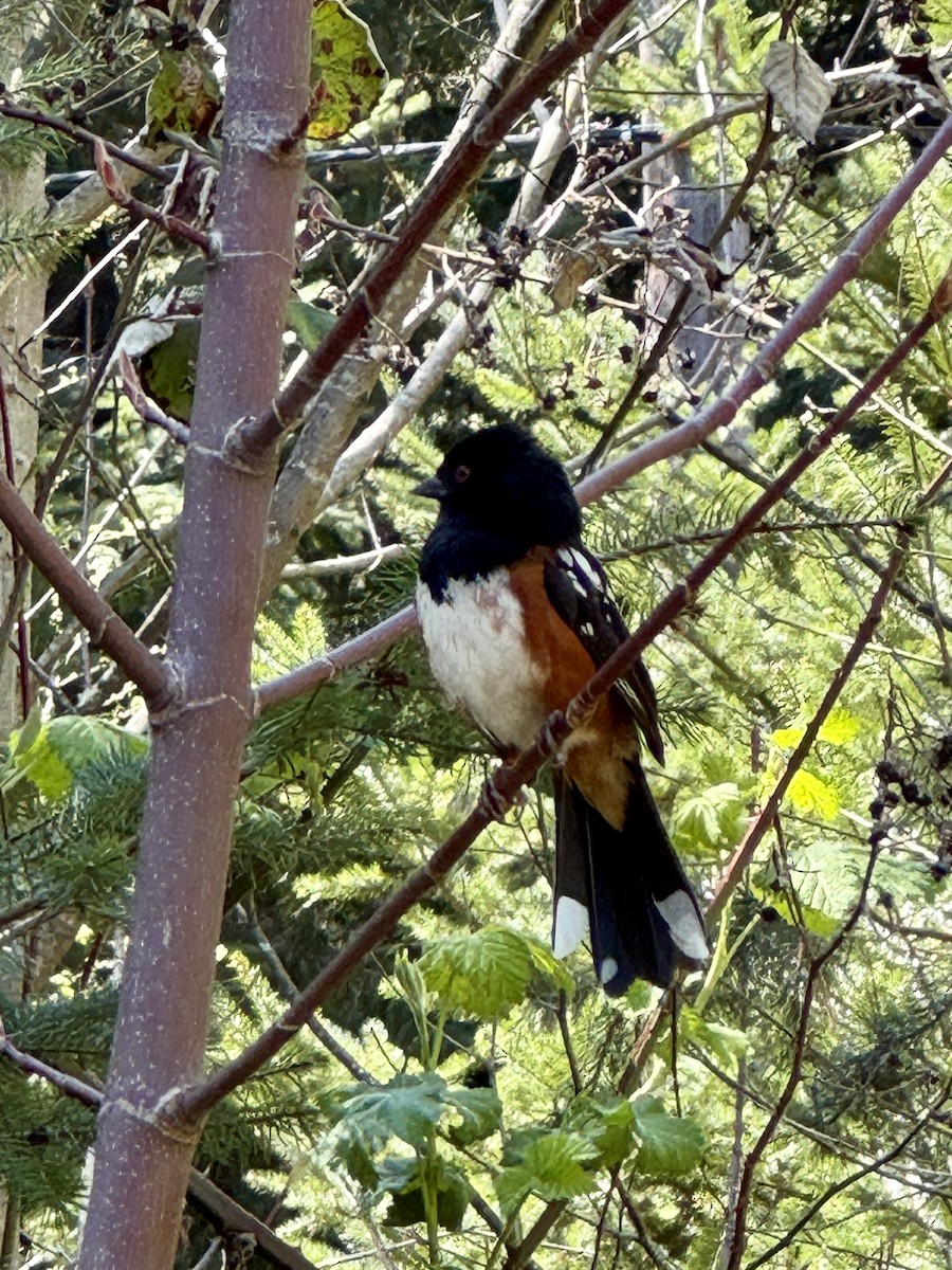 Spotted Towhee - ML647162758