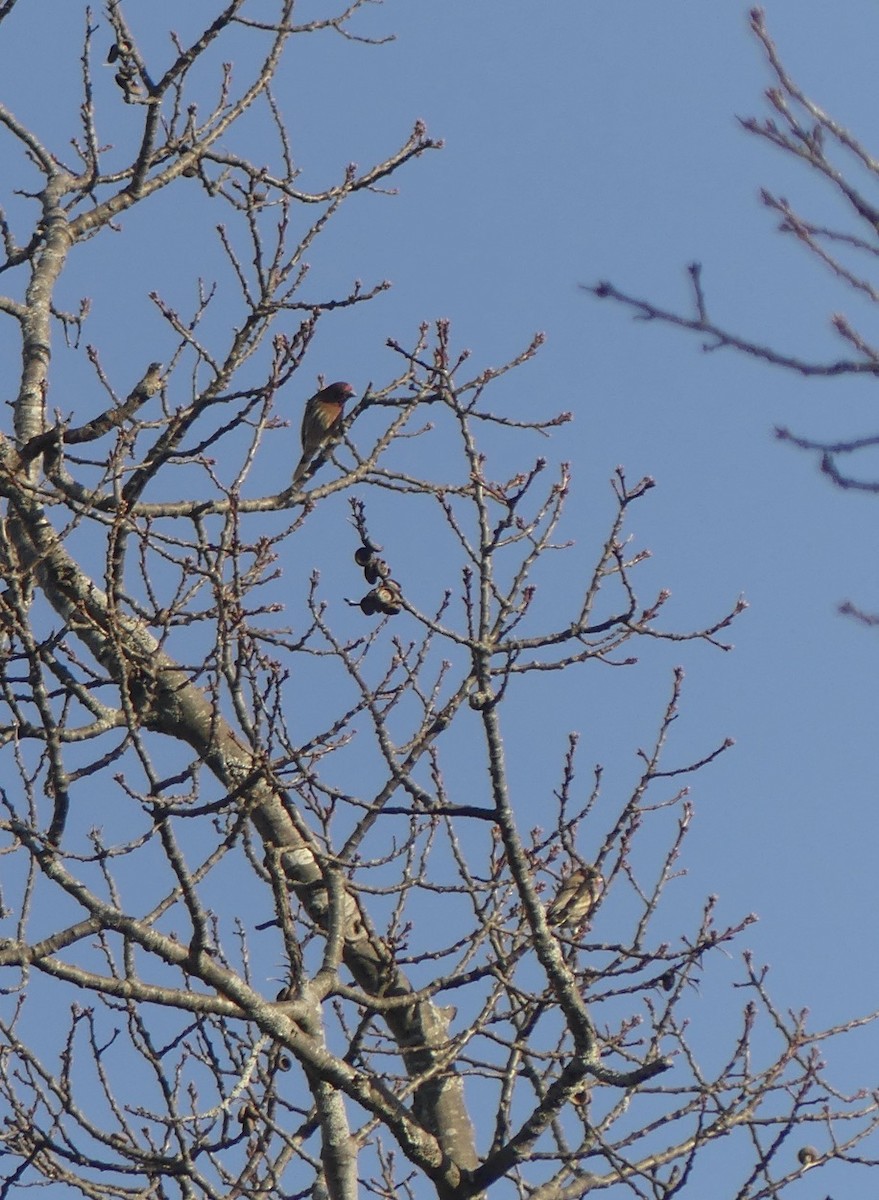 House Finch - ML647162759