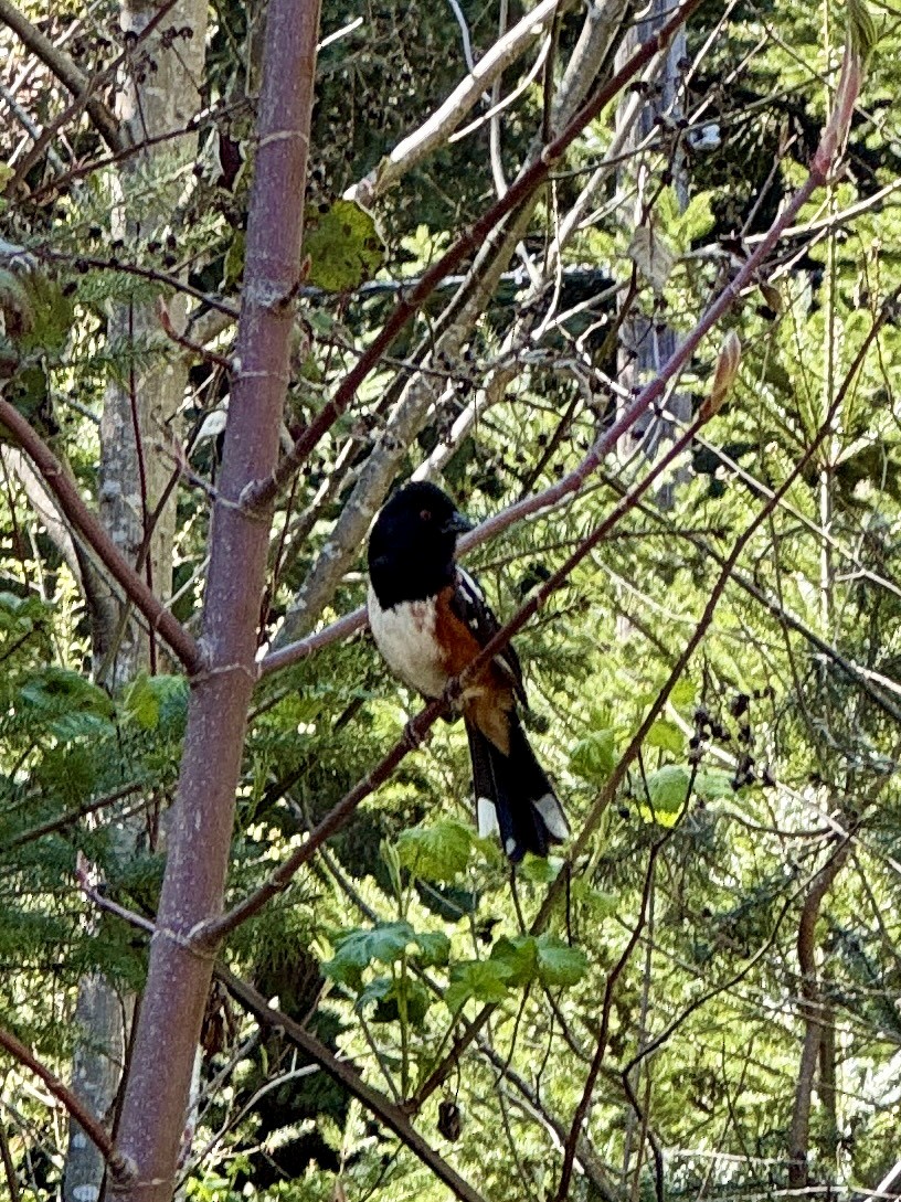 Spotted Towhee - ML647162764