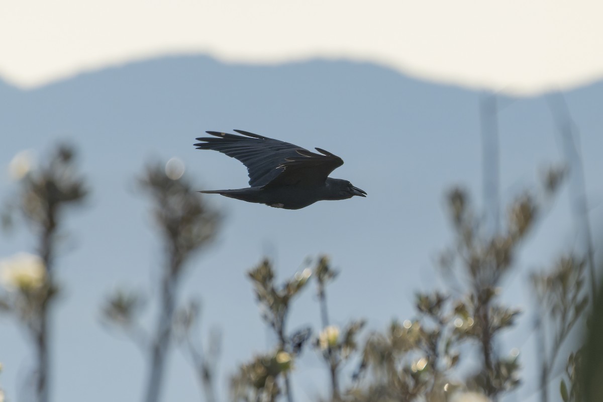 Хон хэрээ - ML647162766