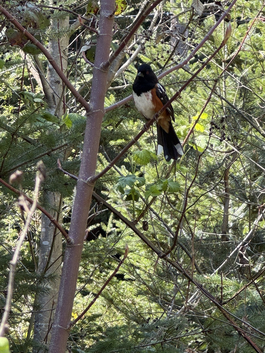 Spotted Towhee - ML647162767