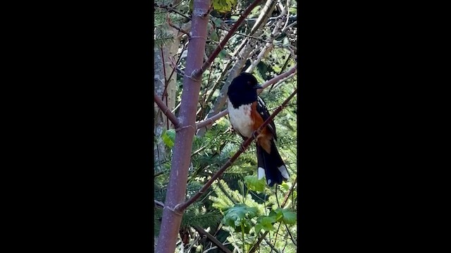 Spotted Towhee - ML647162768