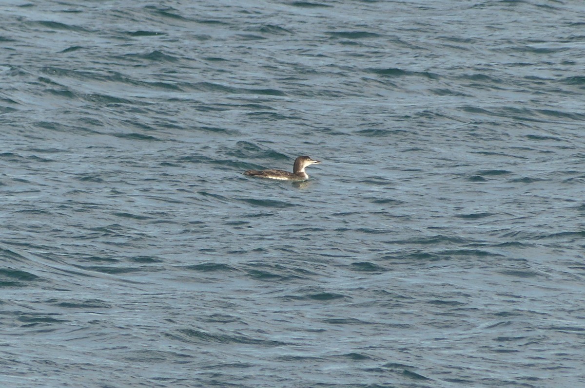 Strolaga maggiore - ML647162774