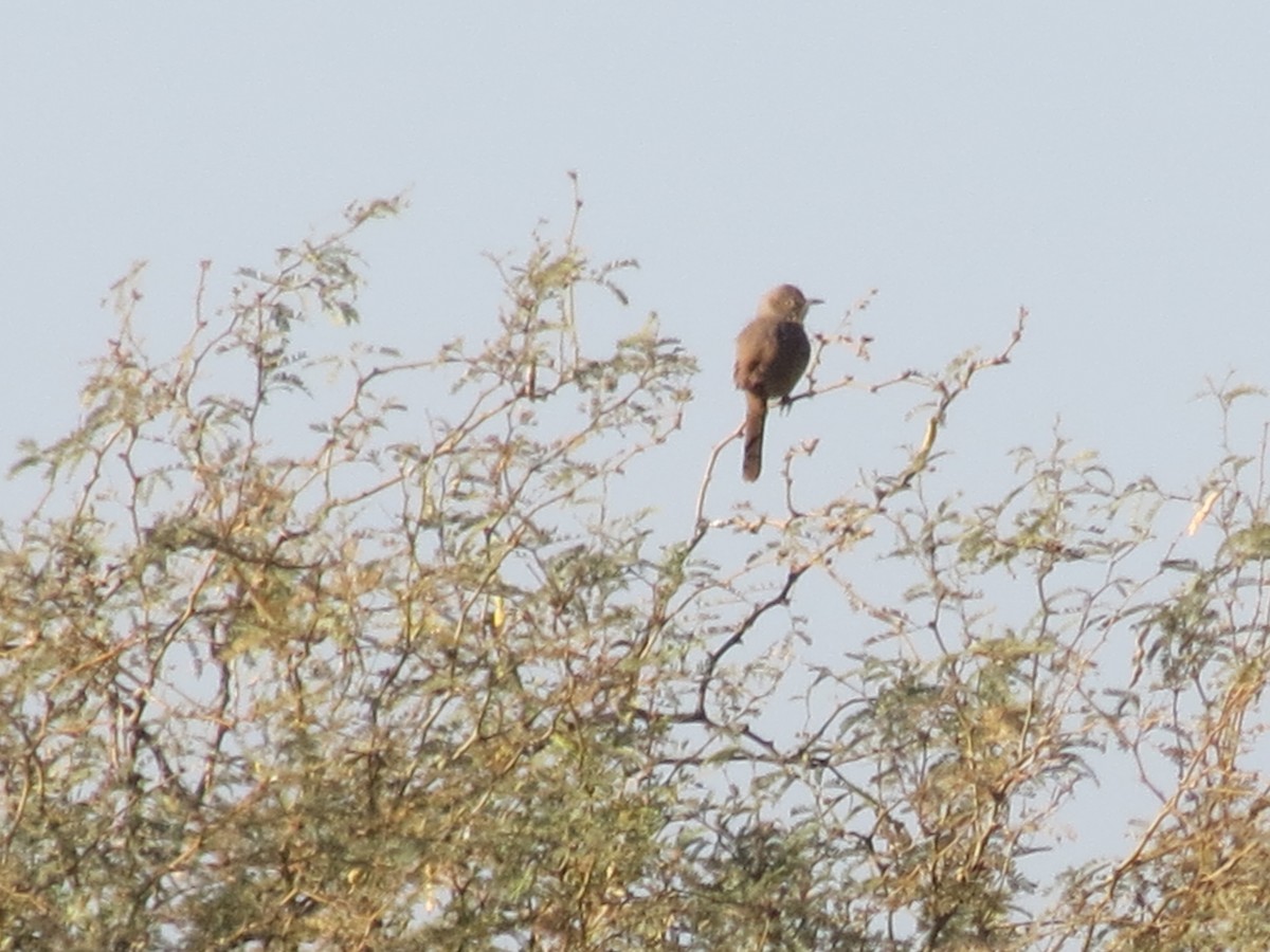 スナイロツグミモドキ - ML647162780