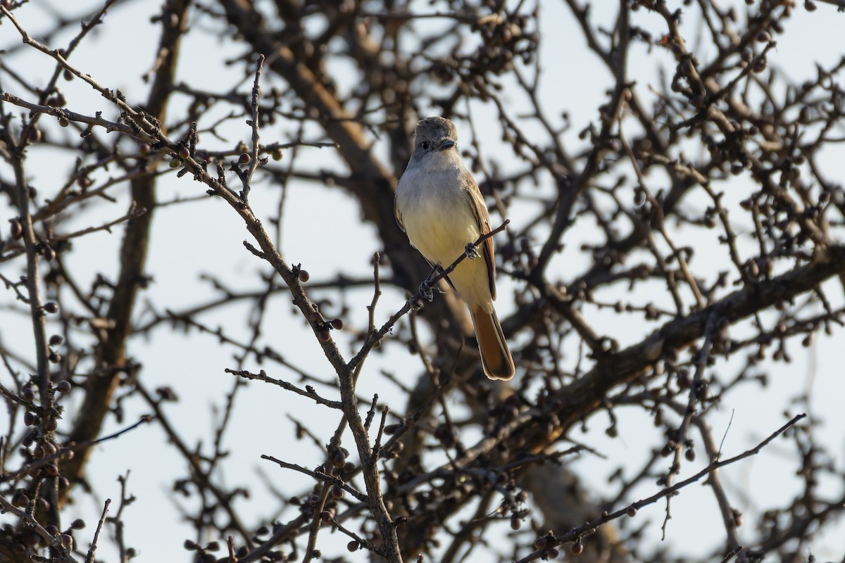 Nutting's Flycatcher - ML647162783