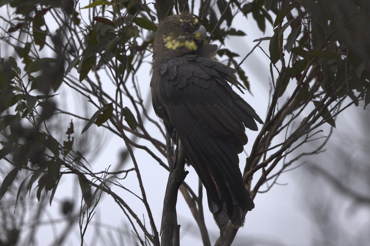 Glossy Black-Cockatoo - ML647162787