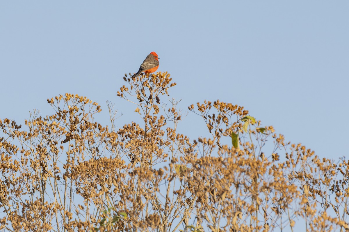 Vermilion Flycatcher - ML647162802
