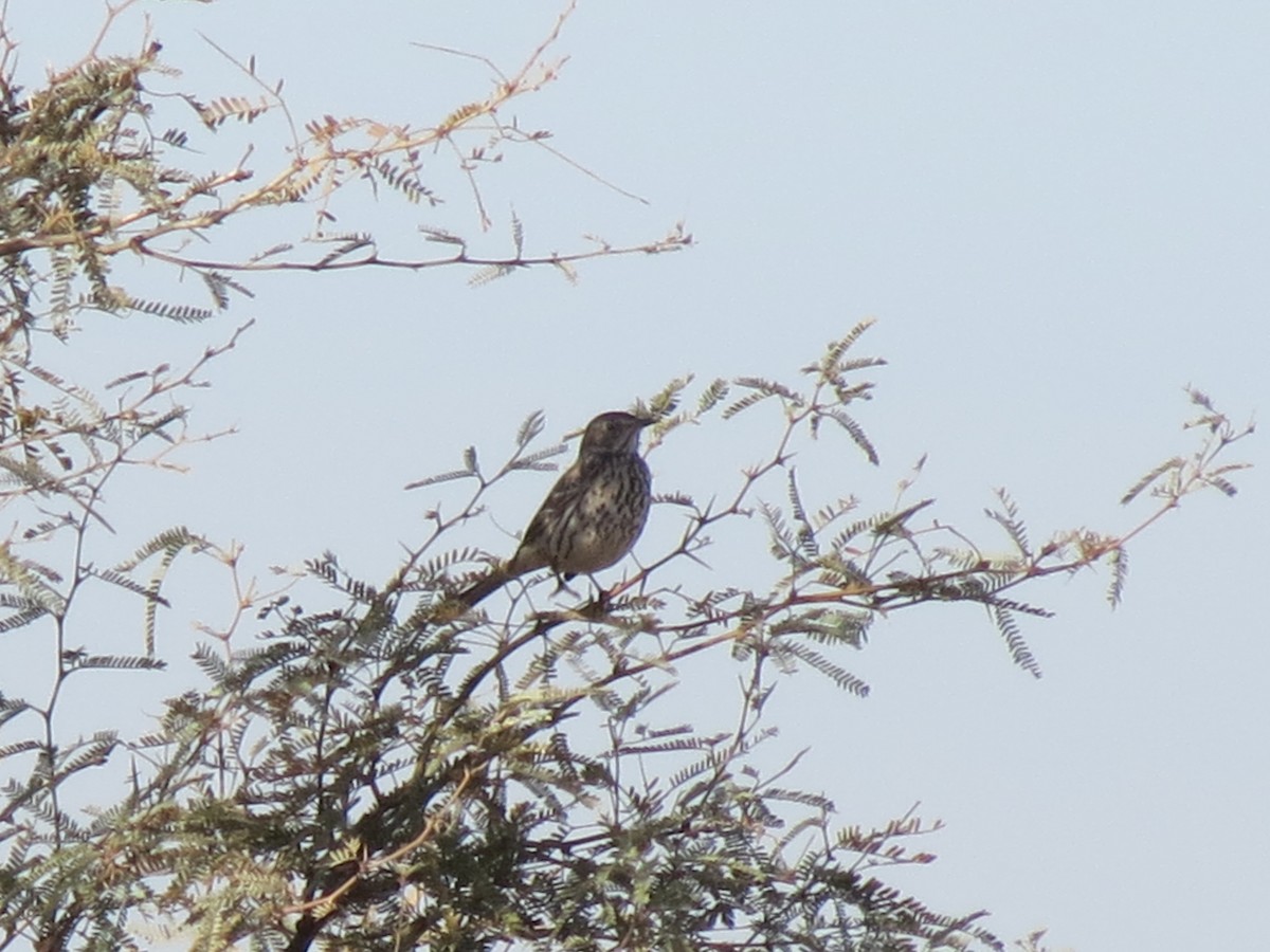 Sage Thrasher - ML647162803