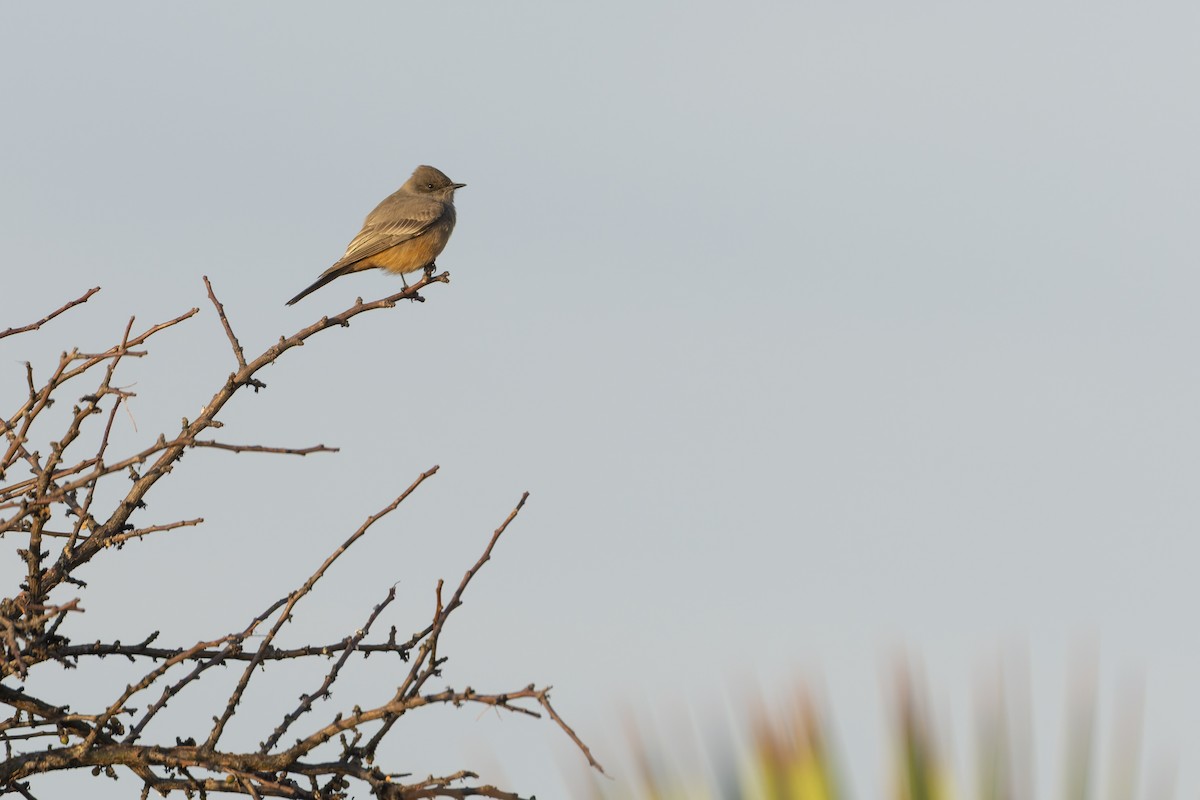 Say's Phoebe - ML647162814