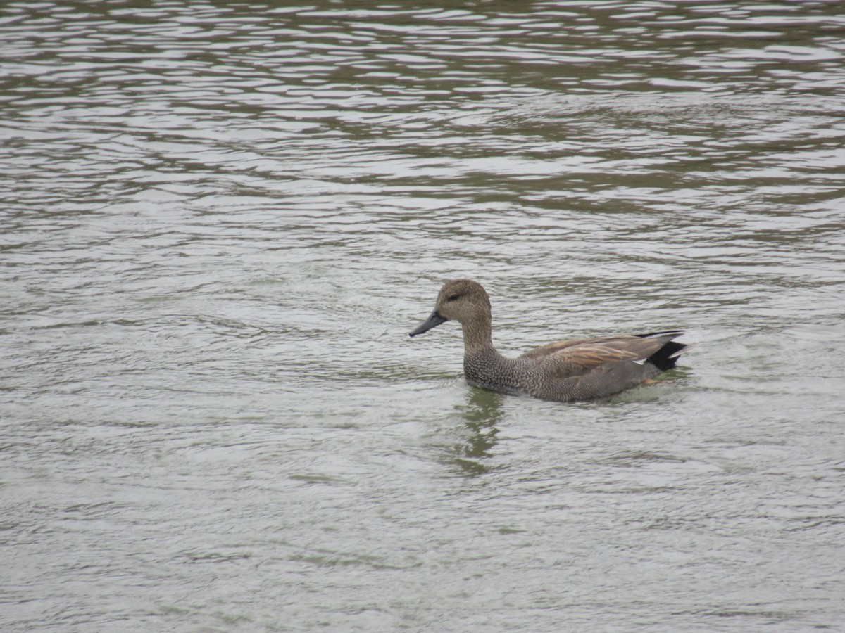 Gadwall - ML647162817