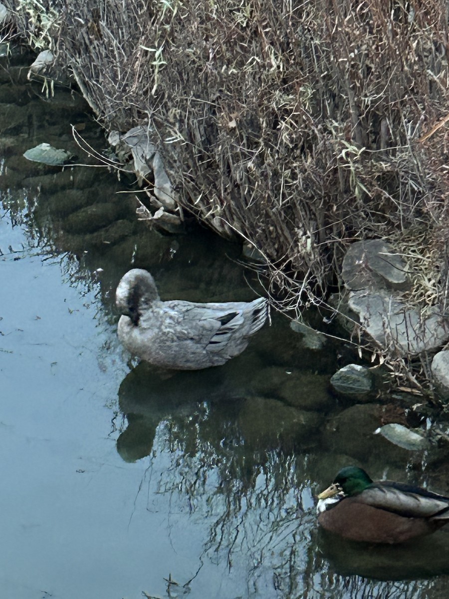 Anatra germanata - ML647162818