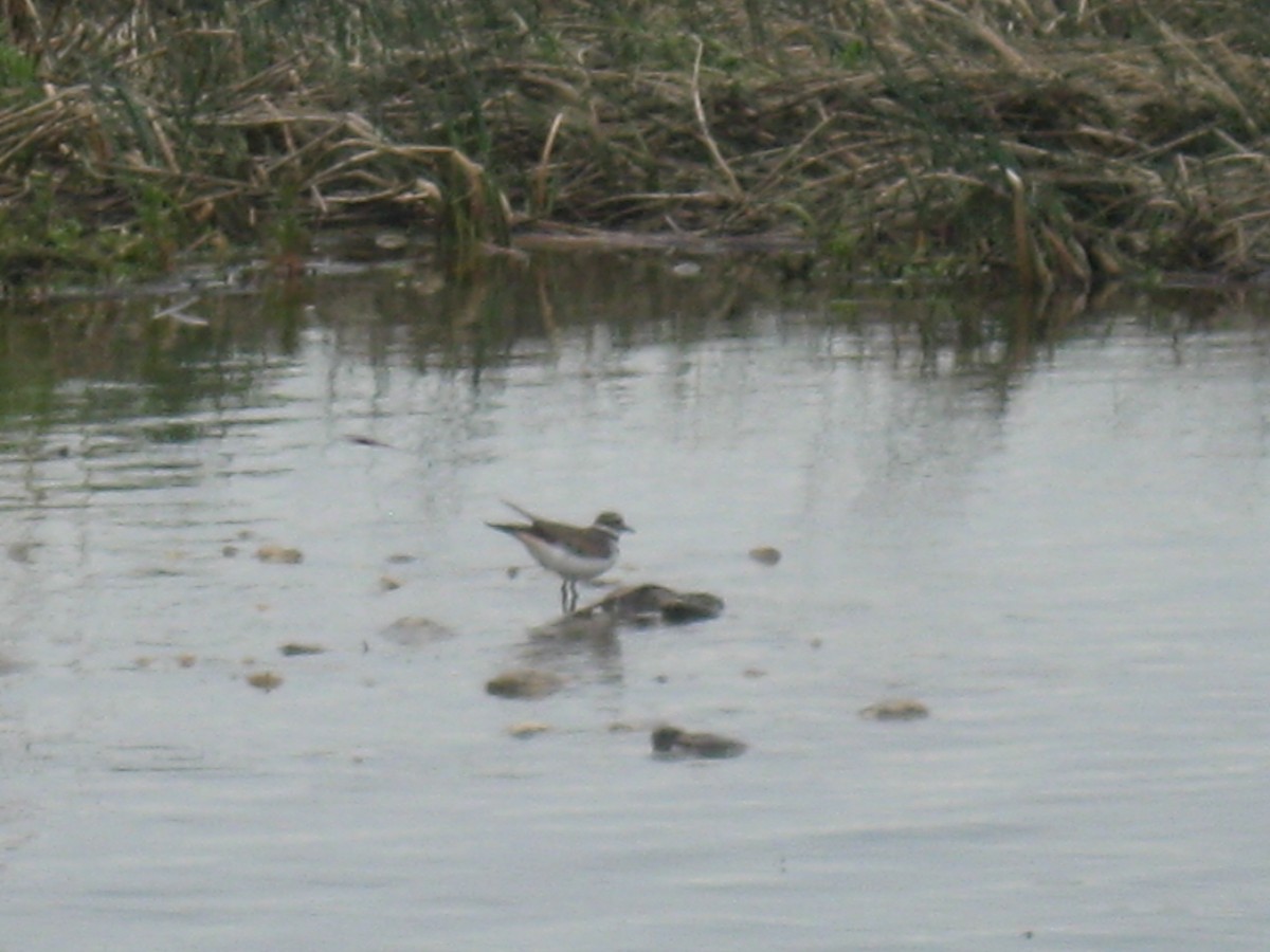 Killdeer - ML647162821