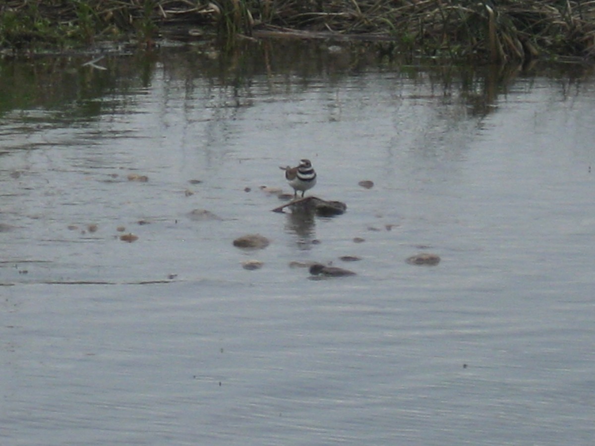 Killdeer - ML647162822