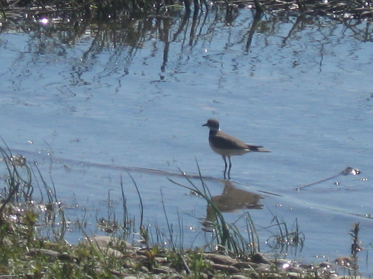 Killdeer - ML647162823