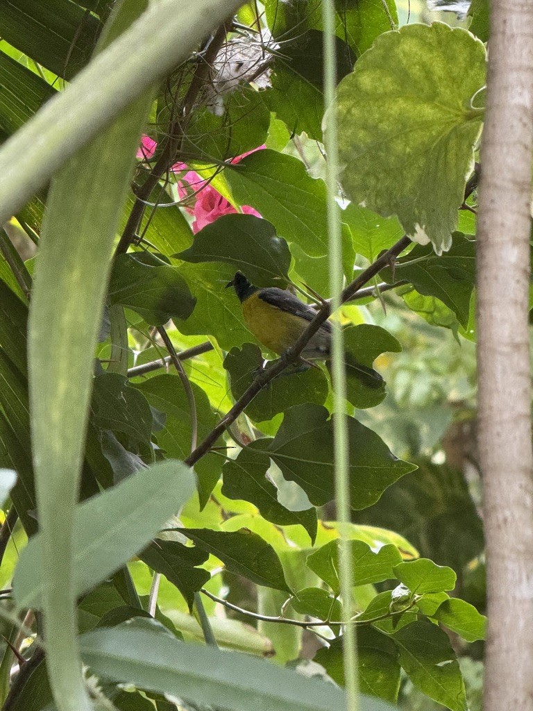 Bananaquit - ML647162824