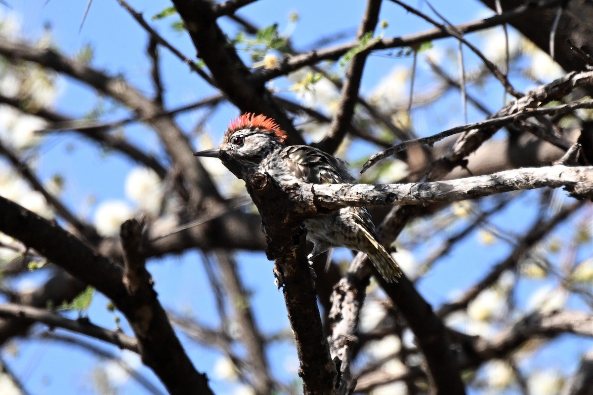 Cardinal Woodpecker - ML647162825