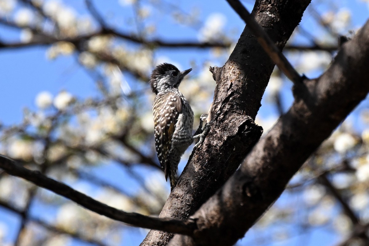 Cardinal Woodpecker - ML647162826