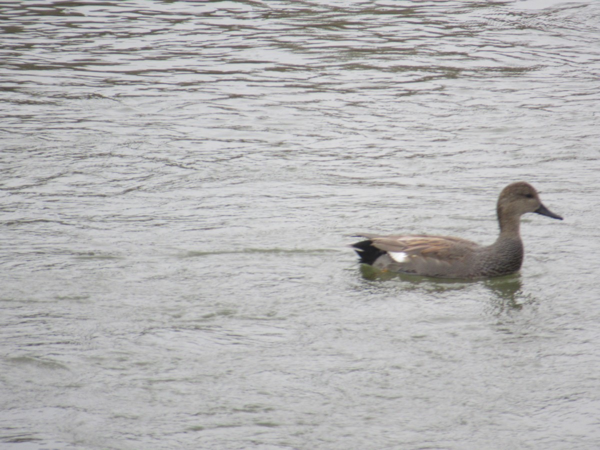 Gadwall - ML647162827