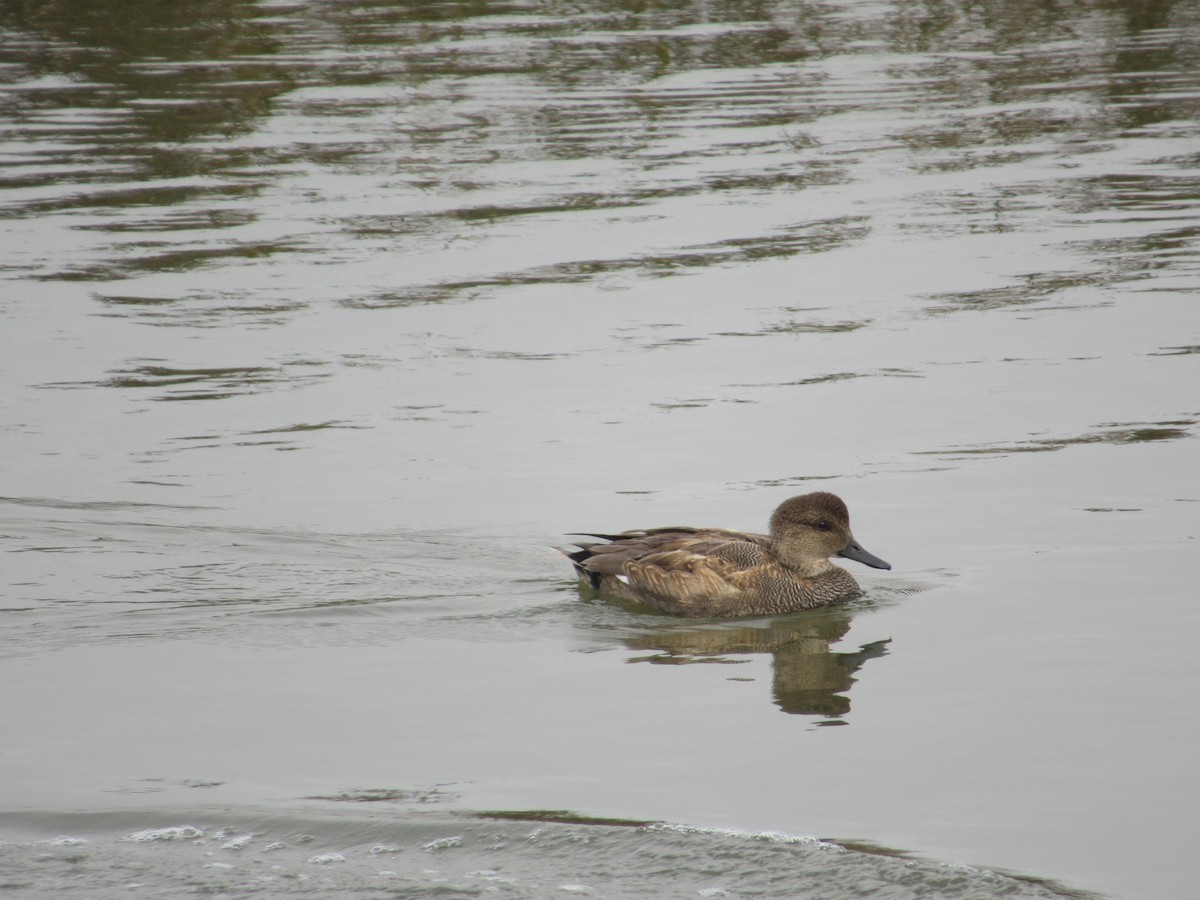 Gadwall - ML647162829
