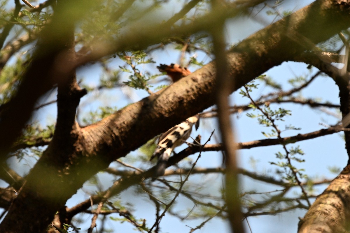 Common Hoopoe (African) - ML647162835