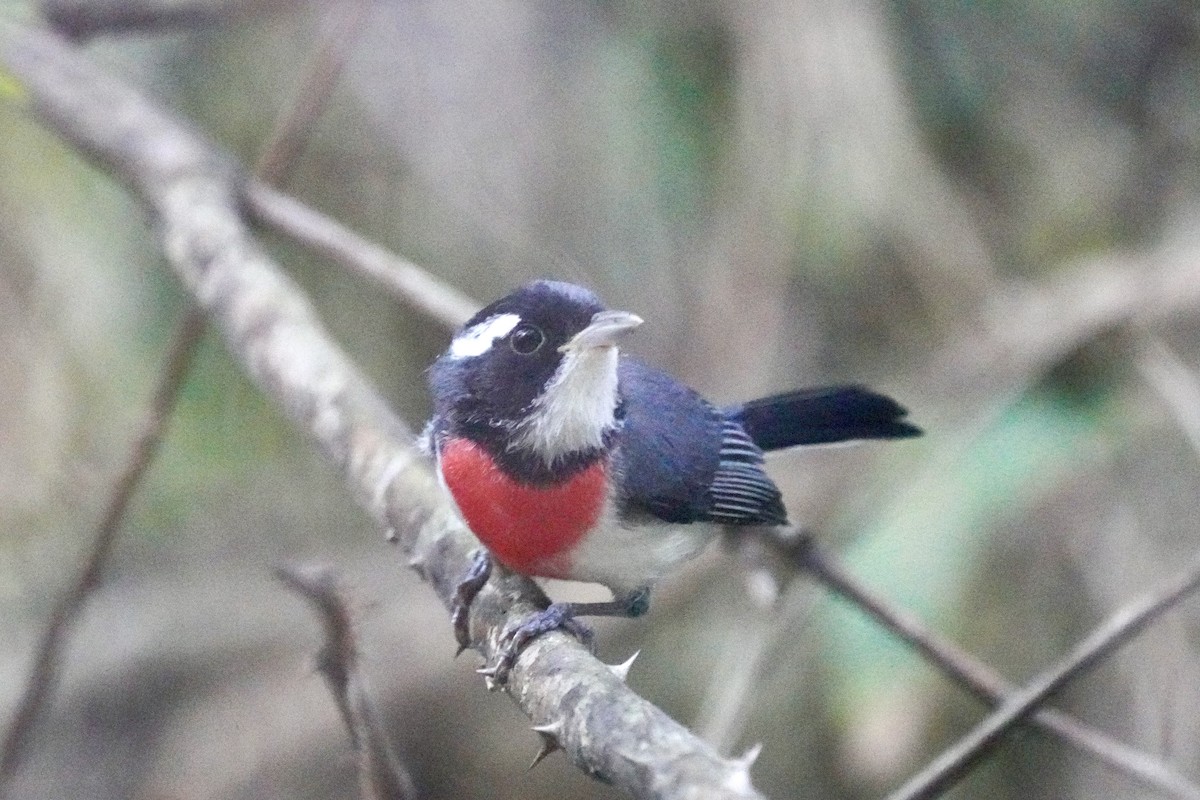 Red-breasted Chat - ML647162837